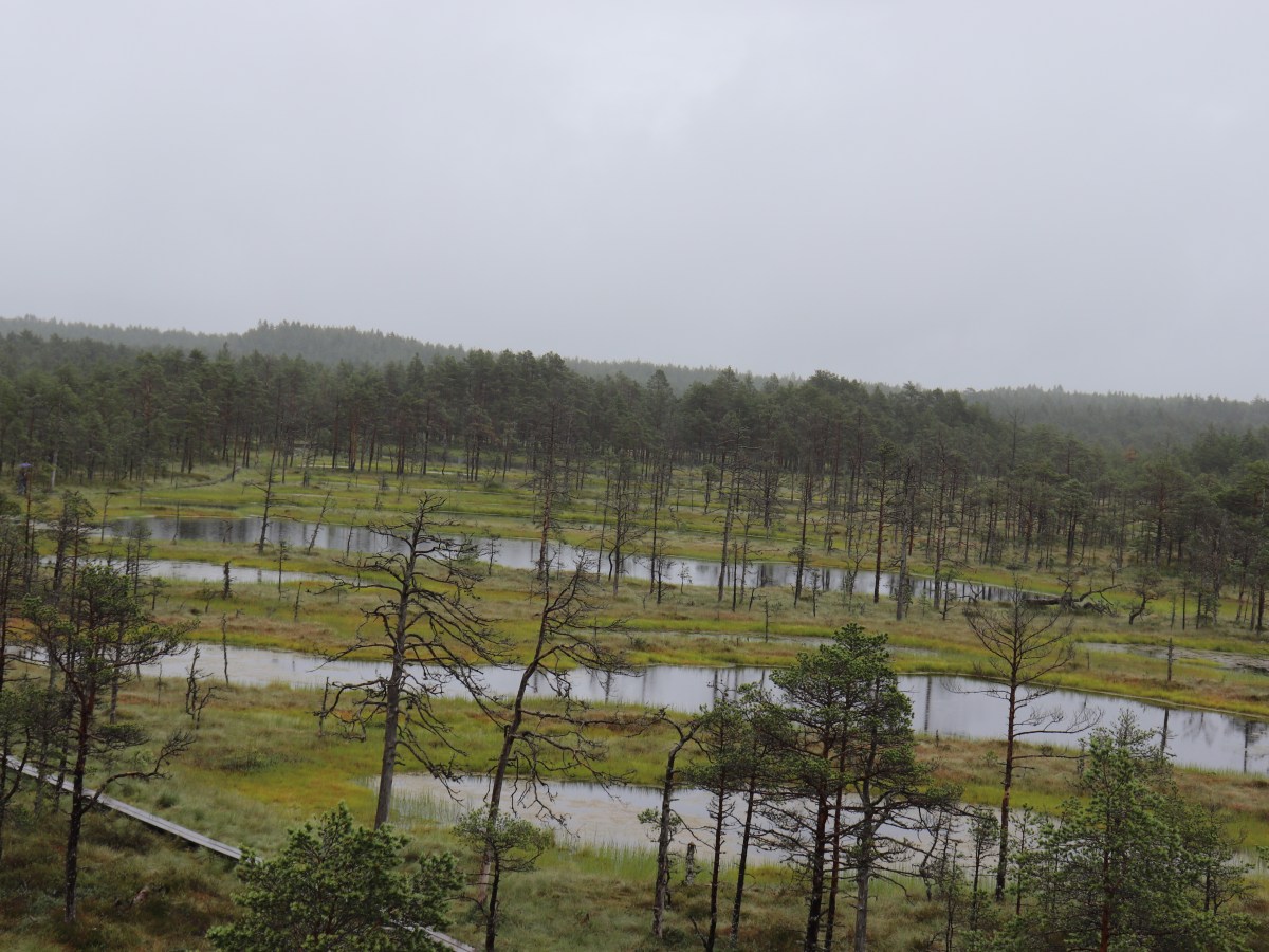 Wanderung durch das&nbsp;Moor