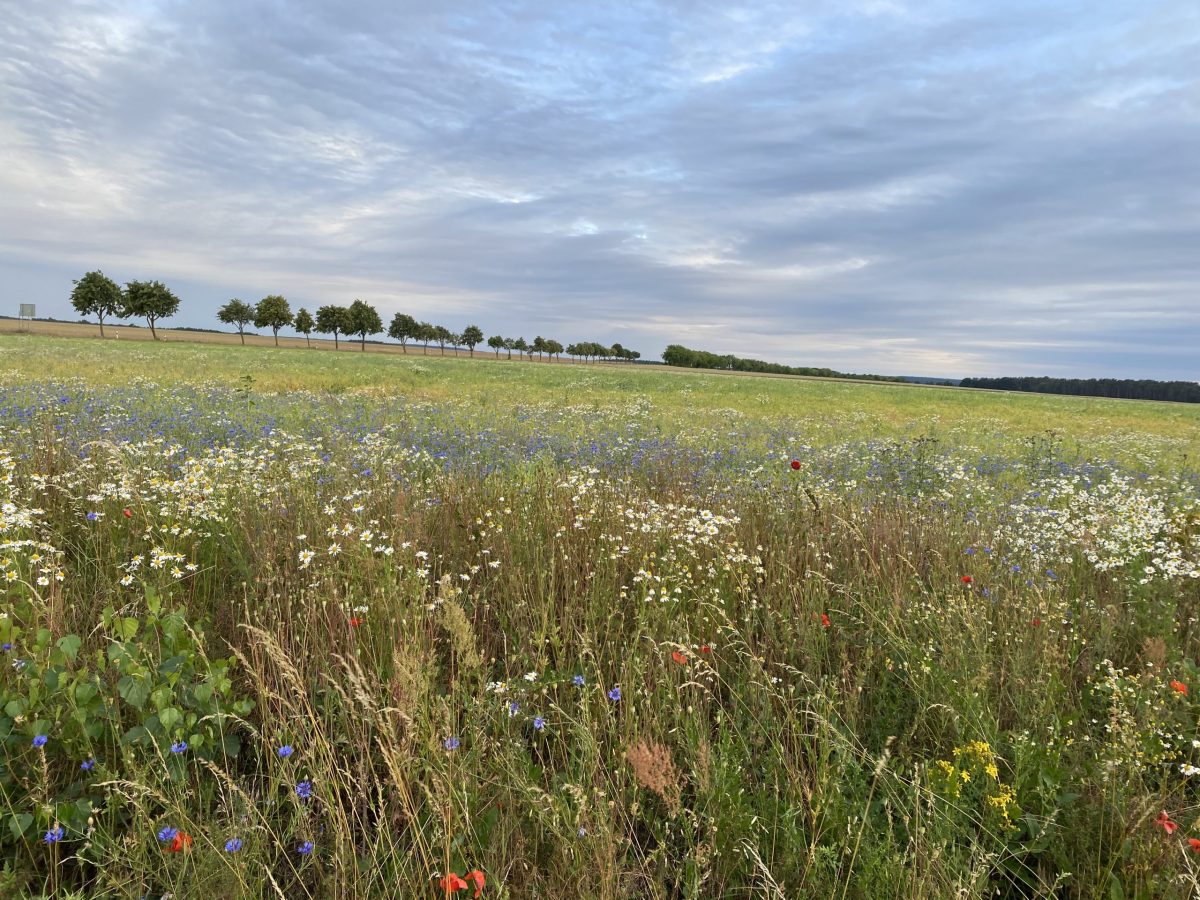 Im Fläming angekommen