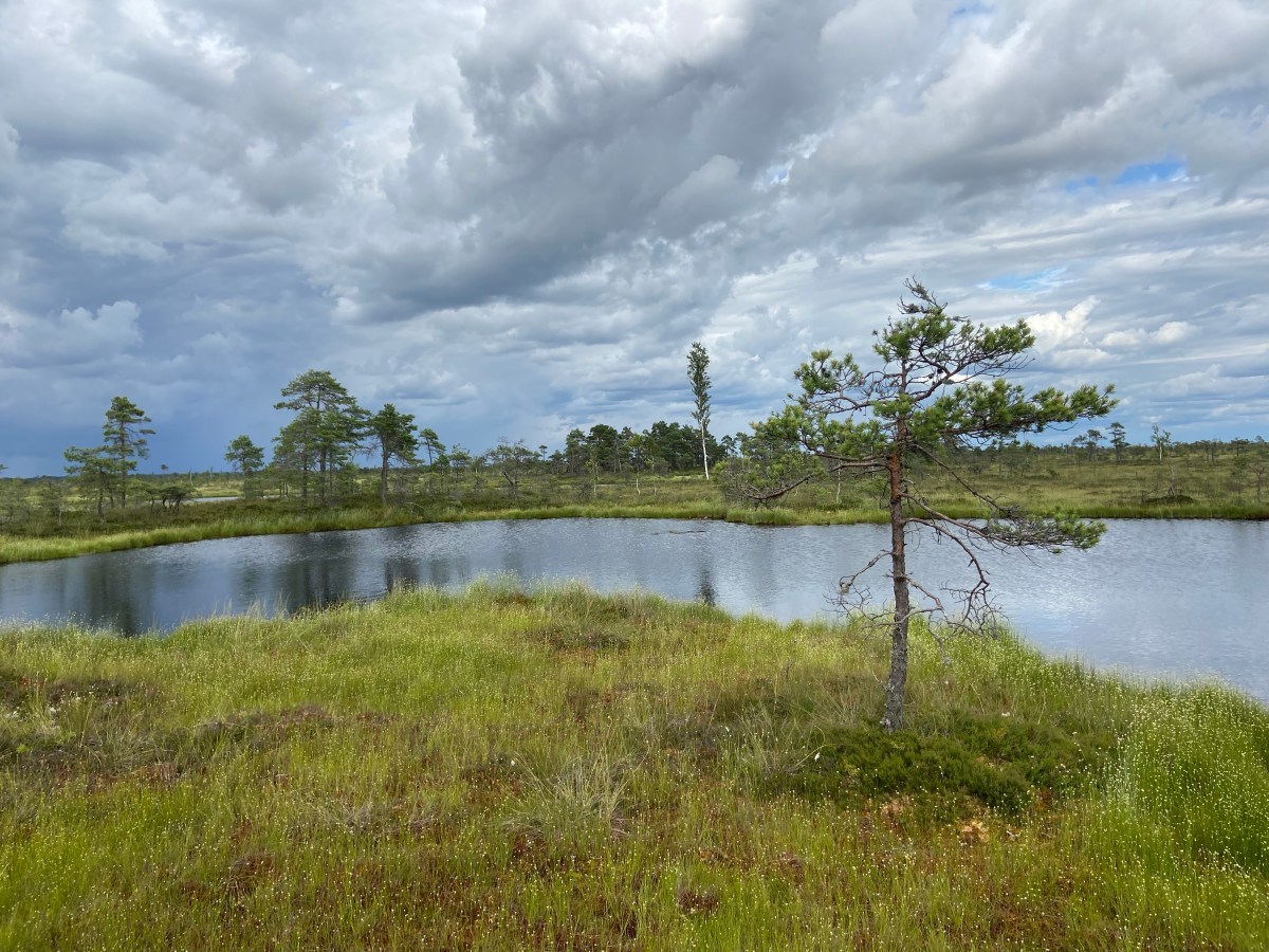 Das Moor und die&nbsp;Alpakas