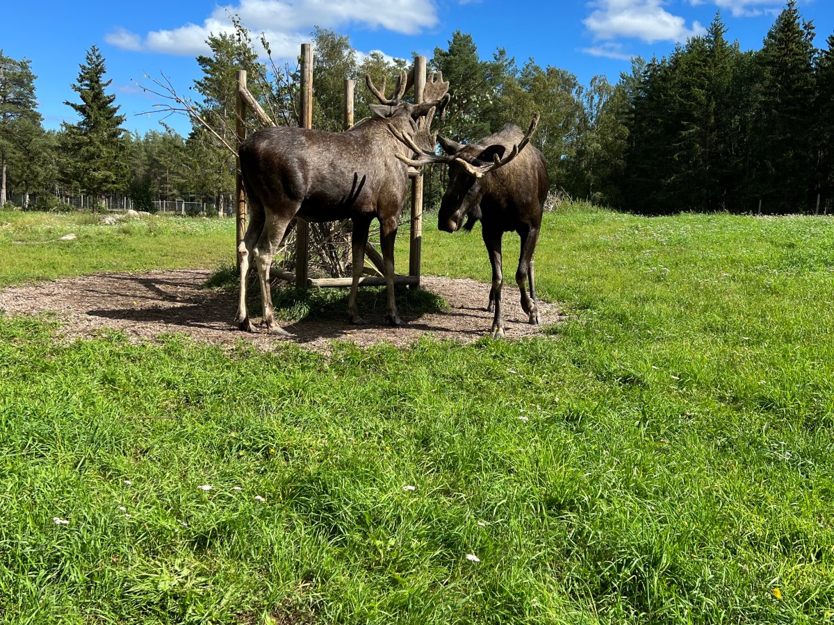 Im Land der&nbsp;Elche